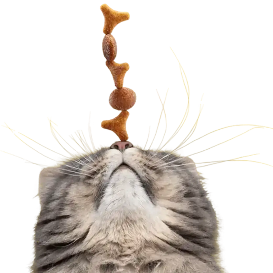 For cats