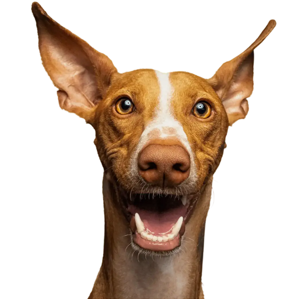 For dogs