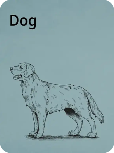 Vet line